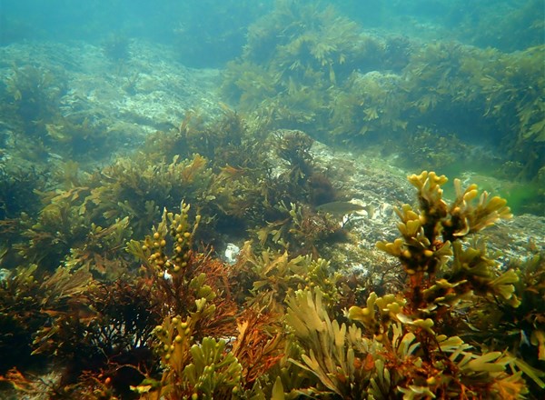 2014-2015, RSK Environmental Ltd, Race Bank, Botanical Saltmarsh Survey